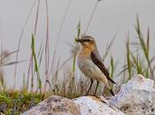 Aves alpinas