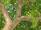 Arbol verano