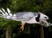 Águila arpía vulnerable