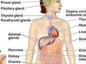 Glándulas asociadas sistema digestivo vertebrados