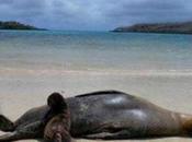 influencia humana pone peligro leones marinos Galápagos