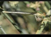 Platycnemis Latipes