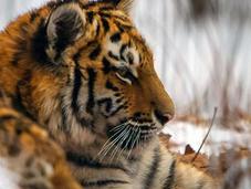 Tigre siberiano hábitat
