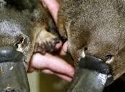 Venenos depredación/presa