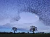 Colectivismo, sistemas complejos individuos depredación/presa