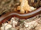 Otras formas depredación