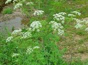 Forrajeo, defensa plantas