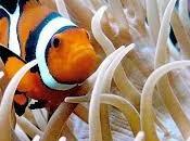 Simbiosis comensalista