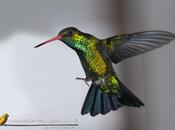 Picaflor común (Glittering-bellied Emerald)