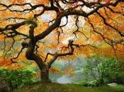 árbol mágico problemas