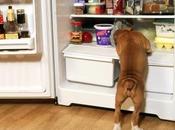 Información sobre como forma cocinamos comida fresca para mascota perros