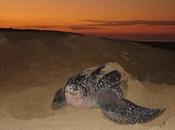 México acogerá convención para protección tortugas marinas 2015