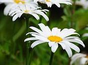 Medicamentos, drogas presión intraocular