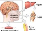 Consejos para estimular hormona crecimiento cuerpo