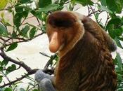 Parque Nacional Bako aventuras Borneo