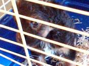 urgente!!! nuevo cachorro ciego perrera, sanitario sevilla.