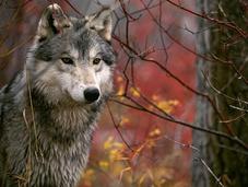 Cuidemos lobo