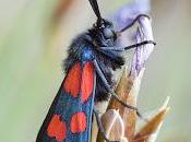 Zygaena filipendulae (Linnaeus, 1758) Zigena seis puntos