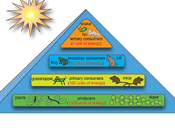 Flujo energía, niveles tróficos
