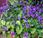 Cómo sembrar semillas violetas olor