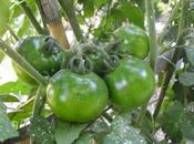 TOMATES 2013 "VARIEDAD KUMATO" (cap.2)