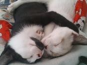 Sueño gatos