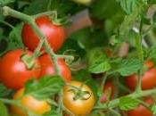 cultivar Verano?