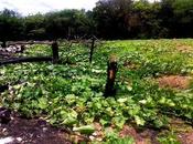 ¡Nuestra aventura agrícola!