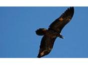 realiza Sierra Castril segunda reintroducción quebrantahuesos este