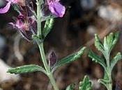Teucrium webbianum Boiss