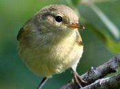 Phylloscopus ibericus-mosquitero ibérico-chiffchaff