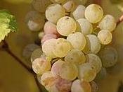 Riesling