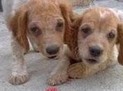 Familia bretones abandonados pésimas condiciones