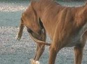 Galgo URGENTE