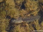 Renacuajo grande, sapo pequeño