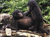 chimpancé bizarro