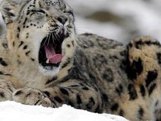 Leopardo nieves,
