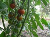 TOMATES 2013 "CHERRY ROJO" (cap.3)