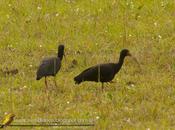 Cuervillo cara pelada Bare faced ibis Phimosus infuscatus