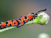 Zygaena fausta (Linnaeus, 1767) Mariposa gitana, gitanilla