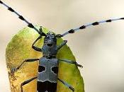 Rosalia alpina (Linnaeus 1758) Longicornio haya