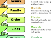 Taxonomía Linnaeus, sistema basado rangos incluyentes