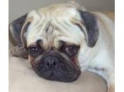 Gastritis perros