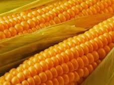 Cómo sembrar semillas maíz