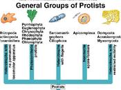 Protista, reino antinatural