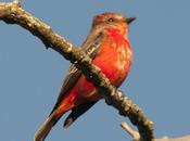 Churrinche (Vermillion Flycatcher) Pyrocephalus rubinus