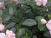 Tiempo rosas