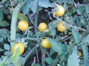 TOMATES 2013 "CHERRY AMARILLO" (cap.4)