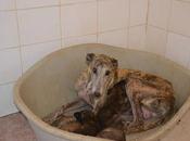 ¡¡¡MUY URGENTE!!! Turquesa bebes sacados perrera. (LINARES)