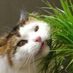 ¿Por gatos comen hierba?